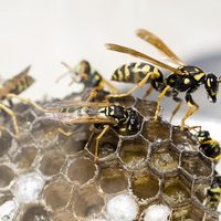 wasp nest removal great bookham