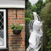 wasp nest removal Fetcham